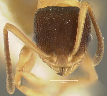 Media type: image; Entomology 32196   Aspect: head frontal view